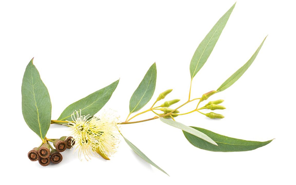 Huile d'eucalyptus dans le Hondrolife